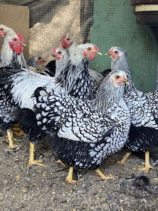 Виандот петушки молодые
