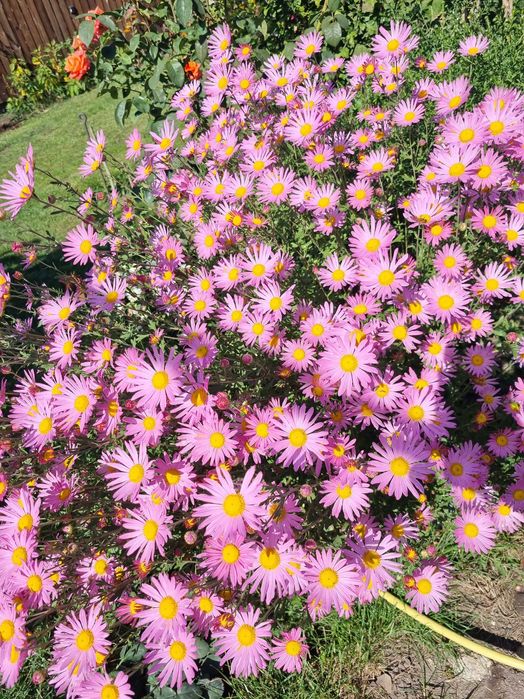 Набор хризантем саженцы