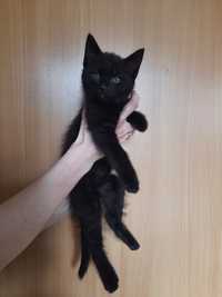 Mały czarny kotek 2 mies. do adopcji.