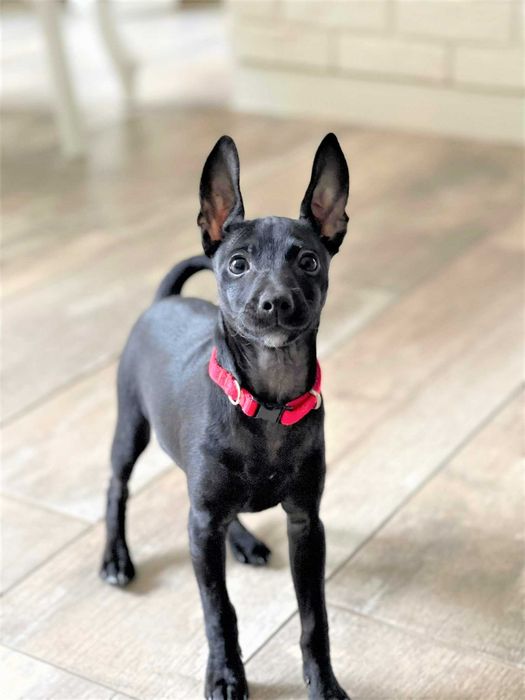 Pinczer miniaturowy czarny xolo suczka ZKwP FCI