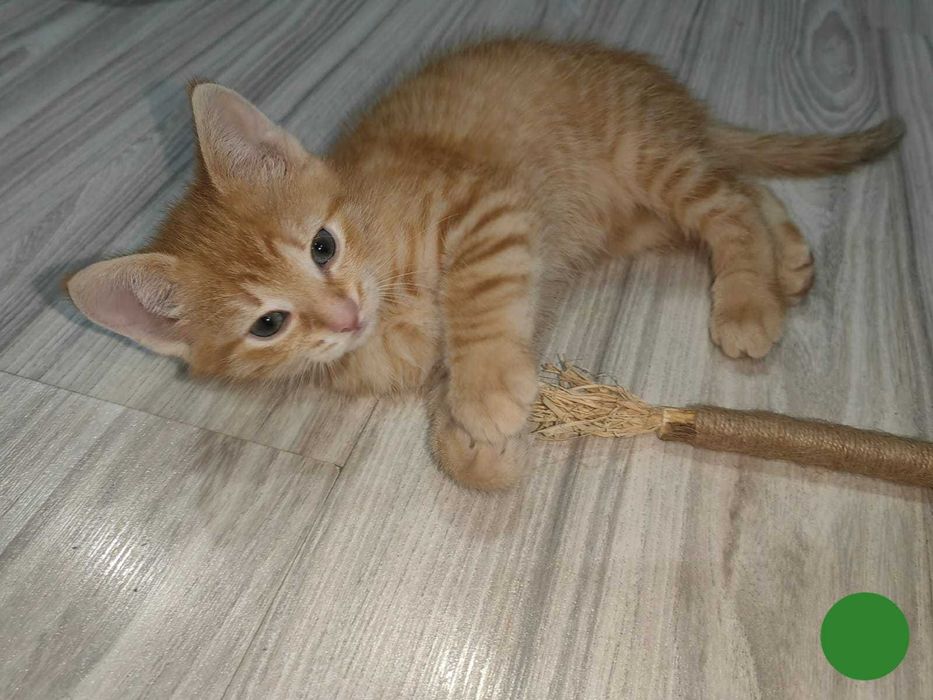 Trzy małe kociaki szukają kochającego domu