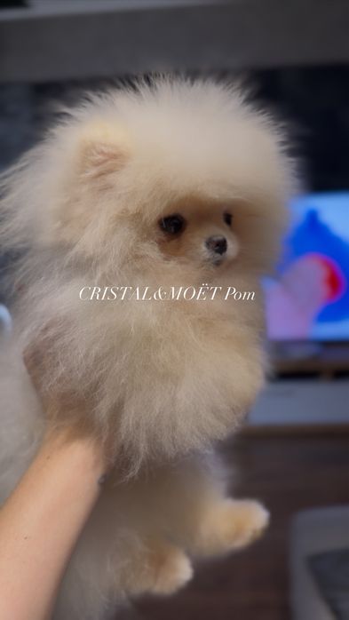 Мальчик померанский шпиц,тип мишка,микроразмер,супермини,толстолапый