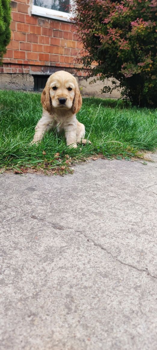Cocker Spaniel Angielski