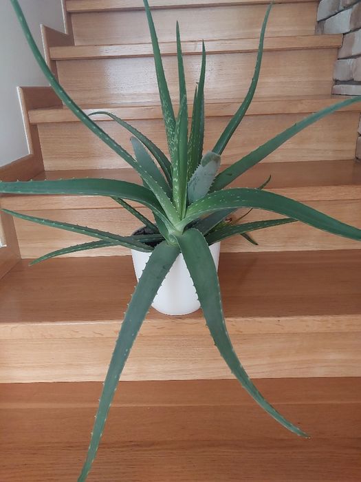 Kwiatek doniczkowy Aloes 57 cm z doniczką.