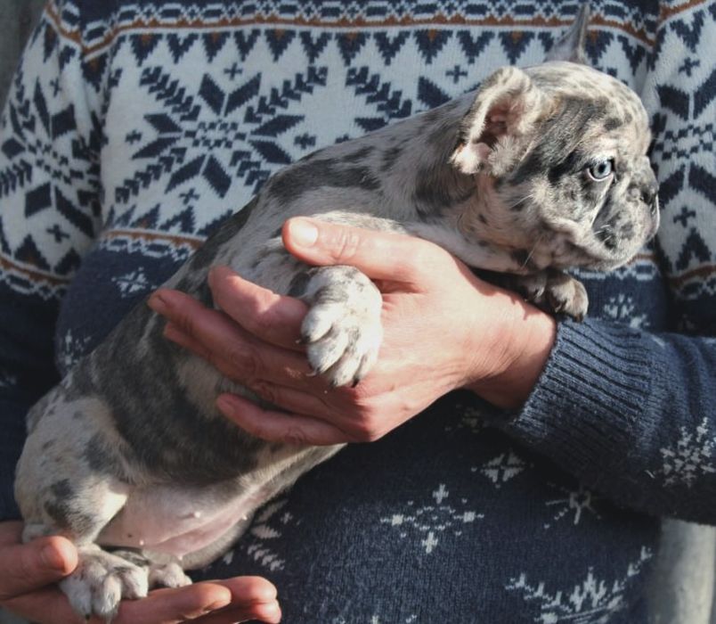 Розкішні французики