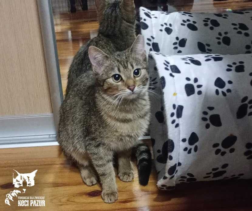 Drobinka - kotka, kotek, kot do adopcji