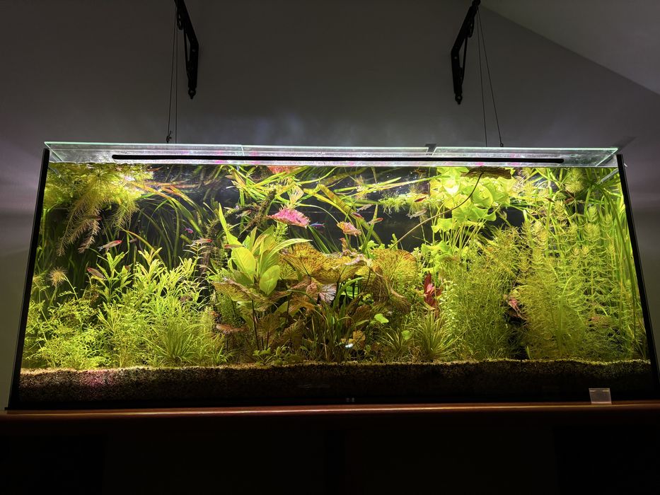 Nymphaea green tiger lotus - lotos zielony tygrysi