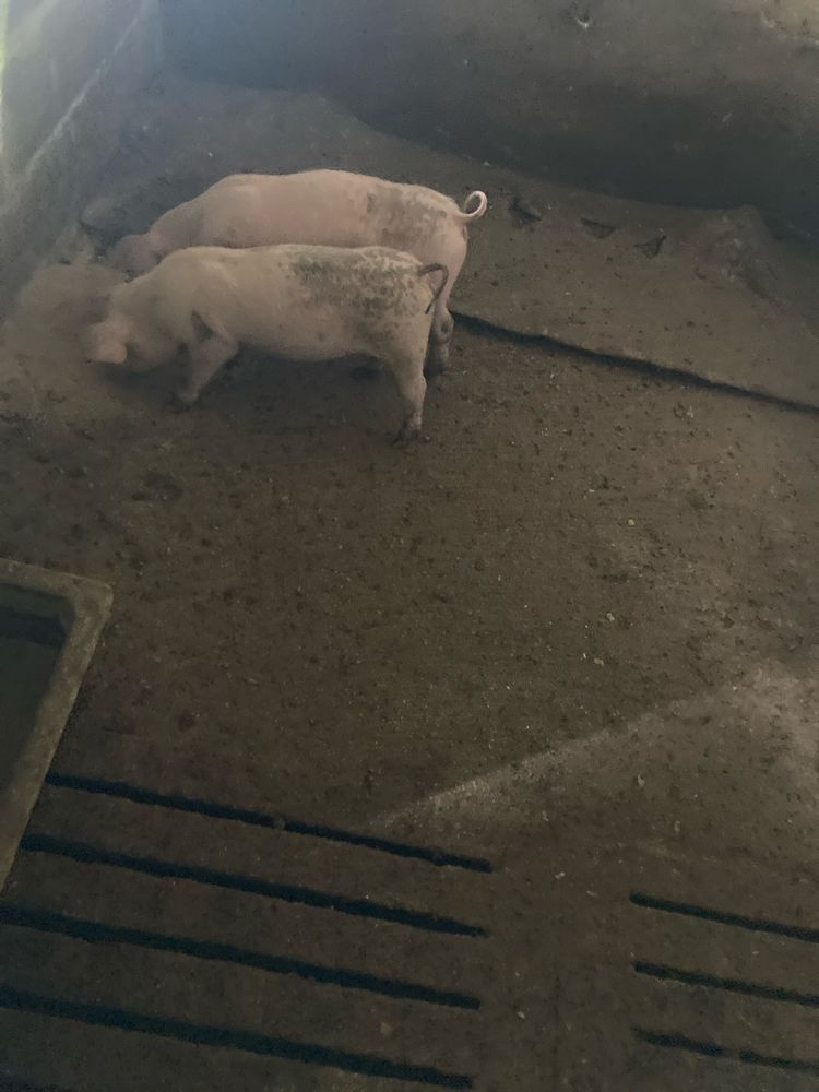 Leitoas pietra com bissaro