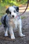 Wyjątkowy border Collie piesek - blue merle ZKwP/DCI - ZKwP /FCI