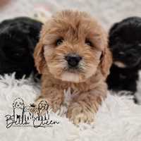 Cavapoo f1 cavadoodle f1 sunia toy