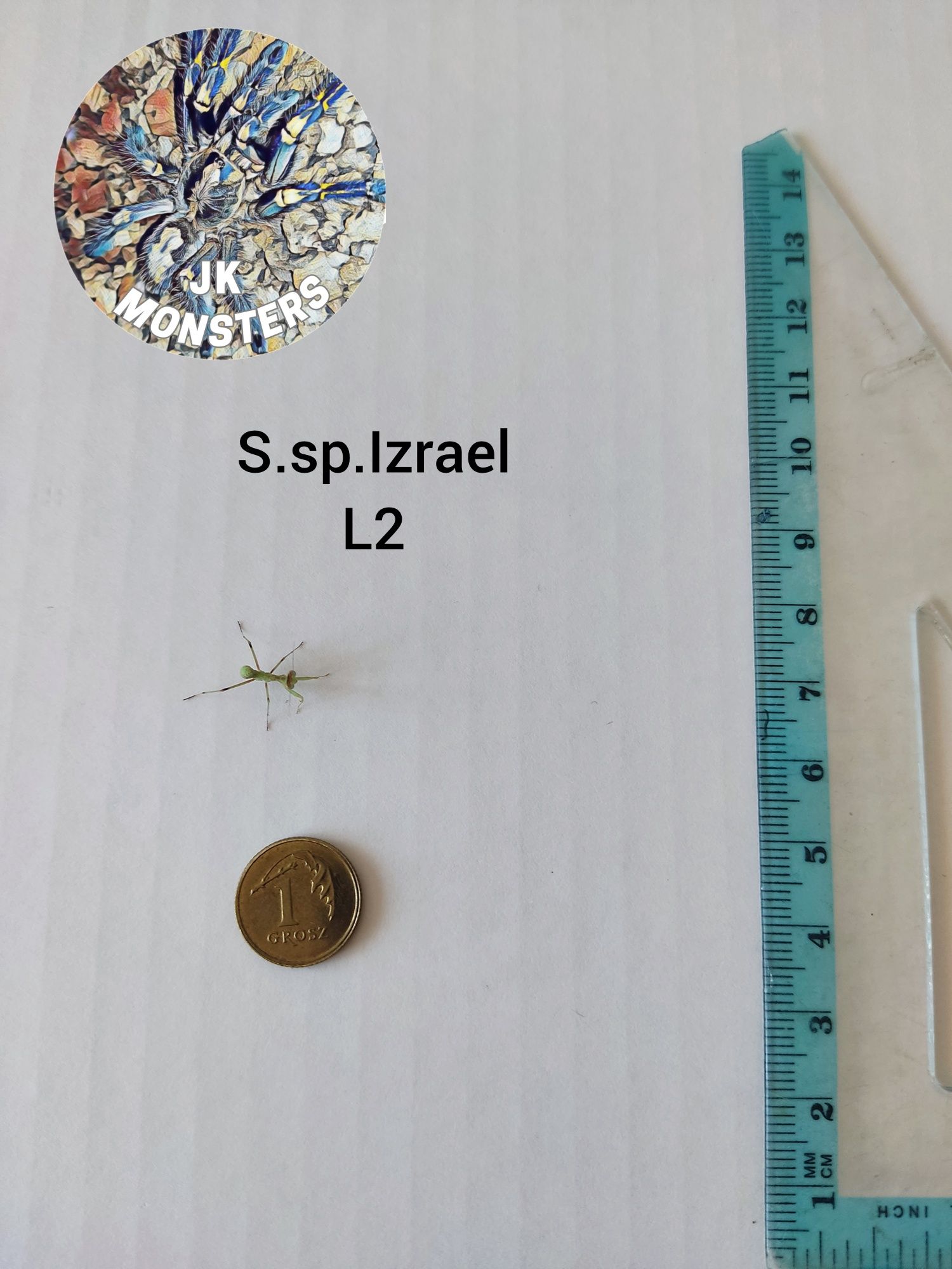 Modliszka Sphodromantis. sp.Izrael +gratisy
