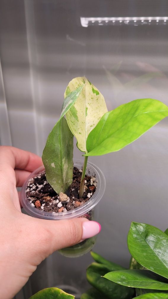 Zamioculcas Long leaf variegata
