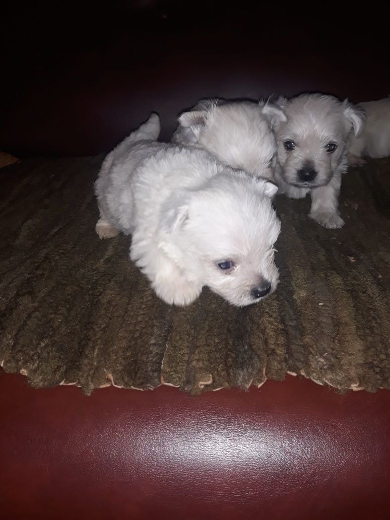 West H.W terrier