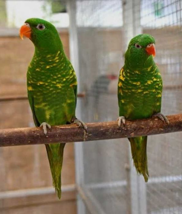Casal de Loris chlorolepidotus pronto a criar