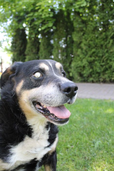 NIEWIDOMY kochany duży pies szuka domu