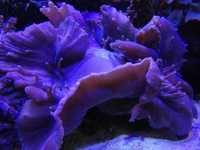 Sinularia Brassica koral koralowiec miekki łatwy morskie Wawa