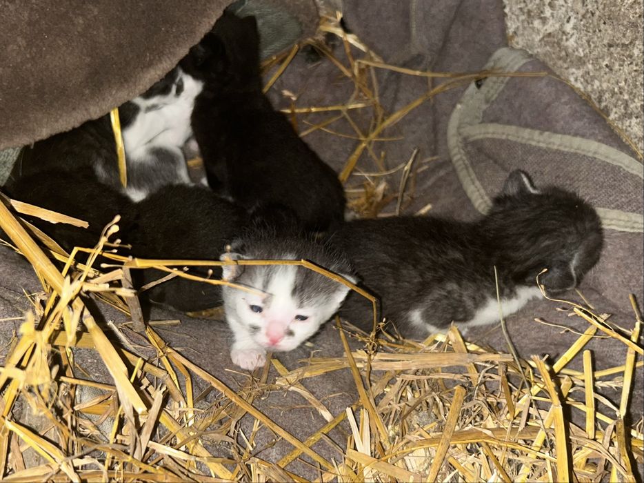 Oddam kotki w dobre ręce