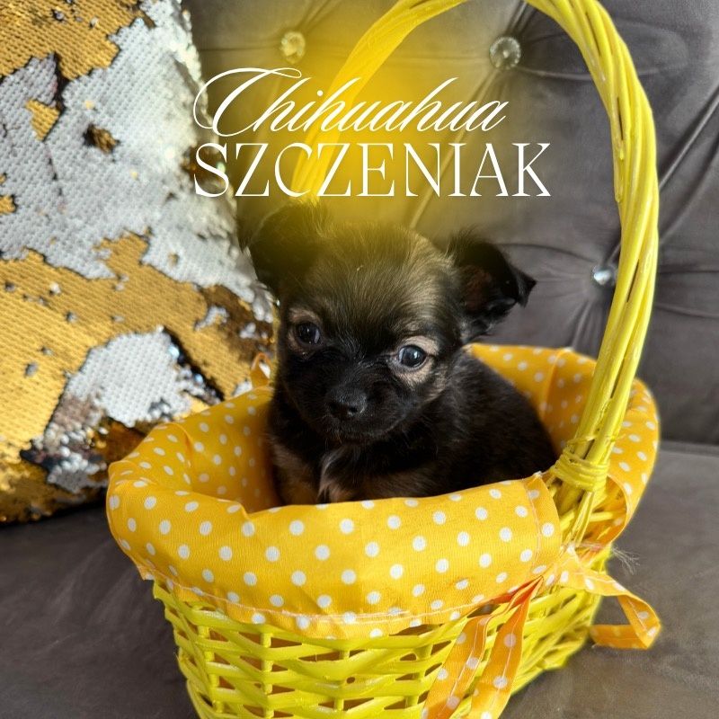 Chihuahua szczeniaczek