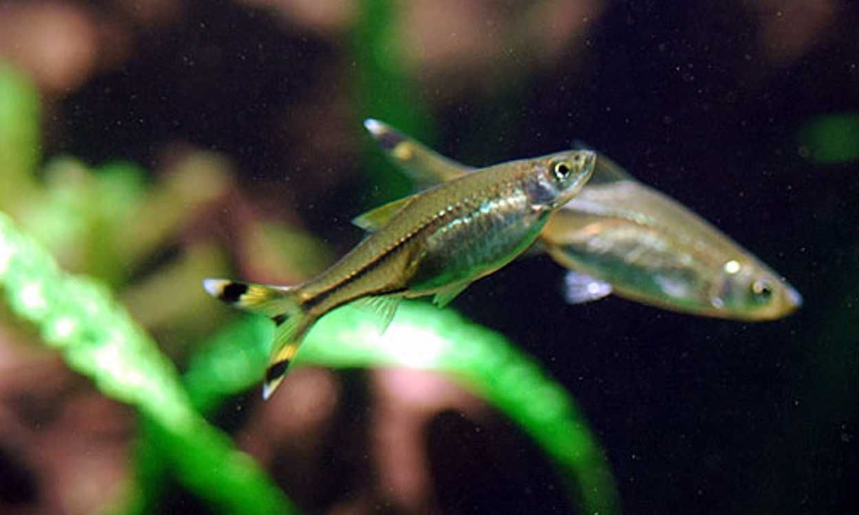 Razbora szklista- Rasbora trilineata - dowóz, wysyłka
