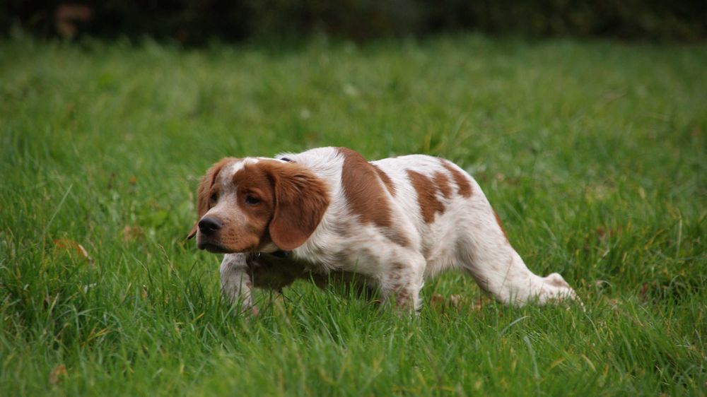 Wyżeł Epagneul Breton-szczenię
