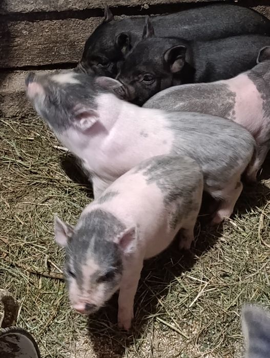 Продам поросята, в'єтнамські поросята