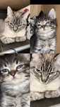 Gatos para adoção