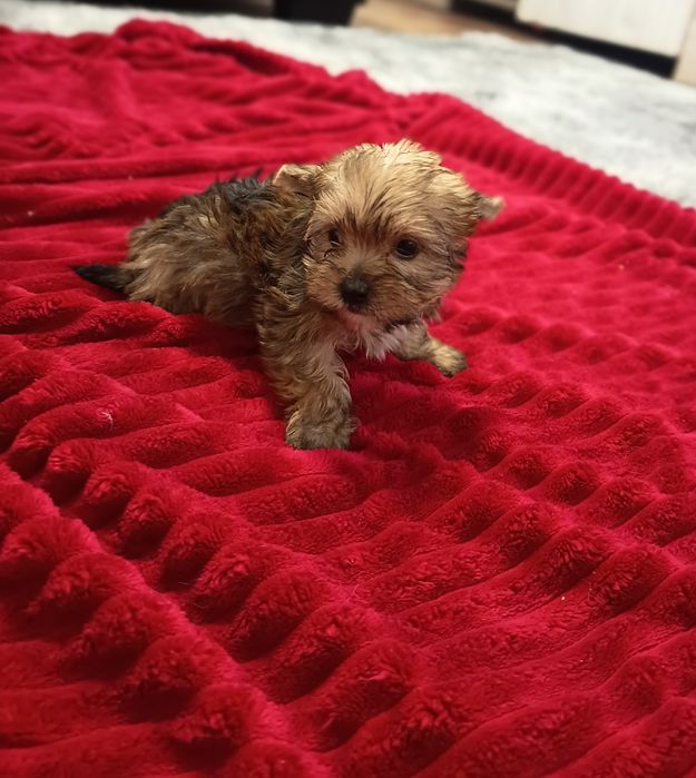 Yorrkshire Terrier gold miniatura ,em adulto fica muito dourado