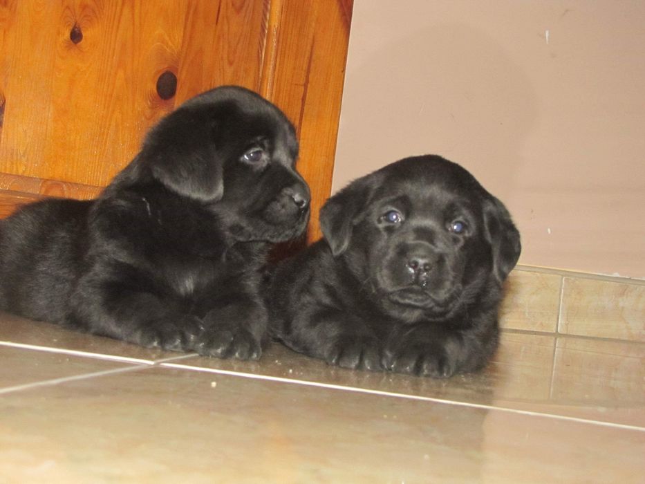 Labrador retriever czarny piesek