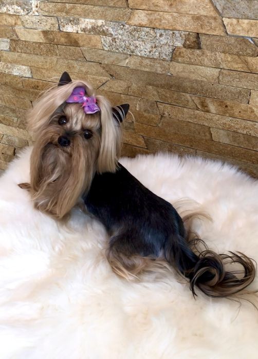 Вязка міні йорк.Львів.