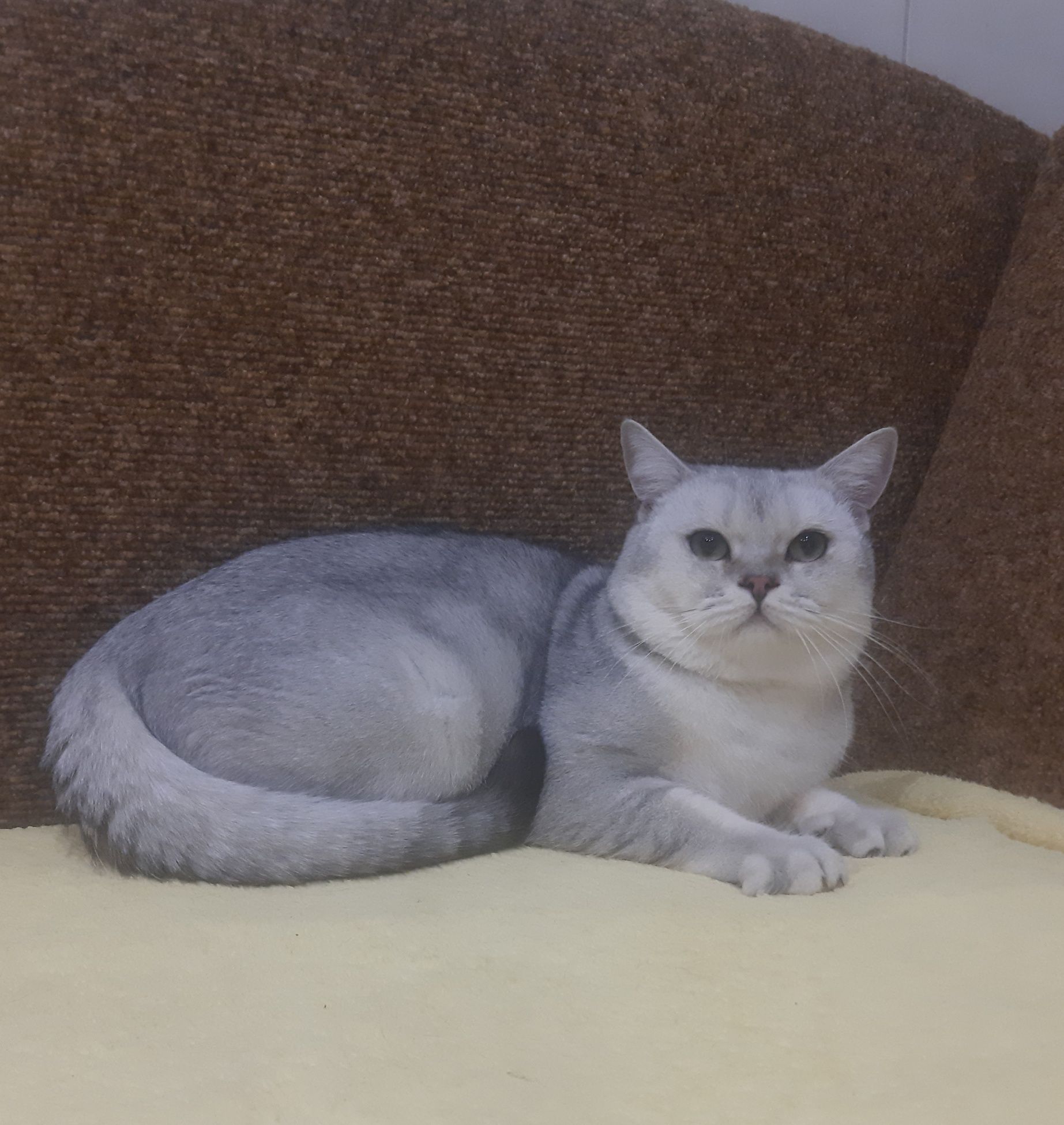 Шотландський скоттіш страйт в'язка