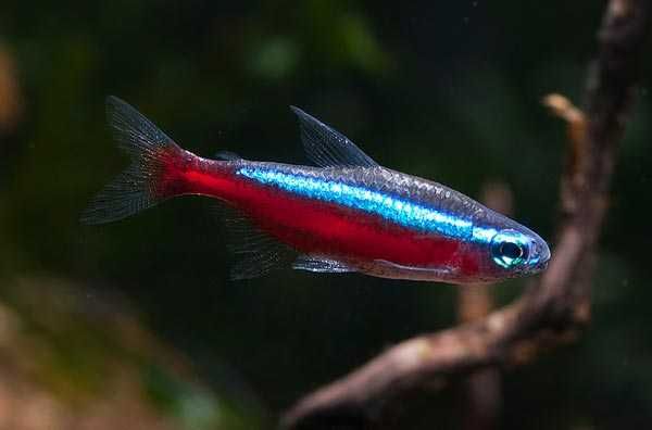 Neon czerwony Paracheirodon axelrodi