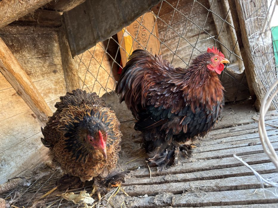 Півник і курочка кохінхін