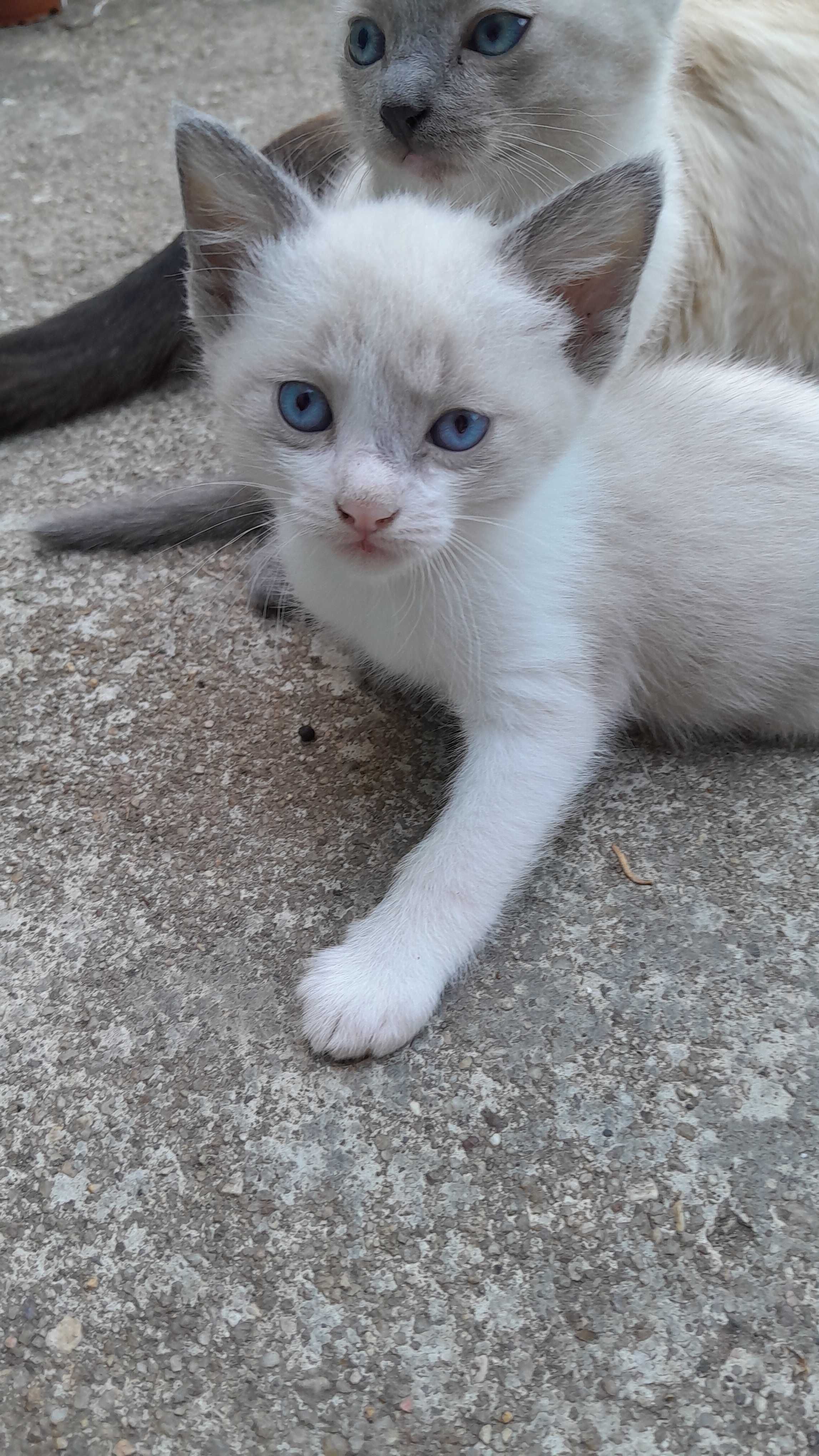 As gatinhas para adopção