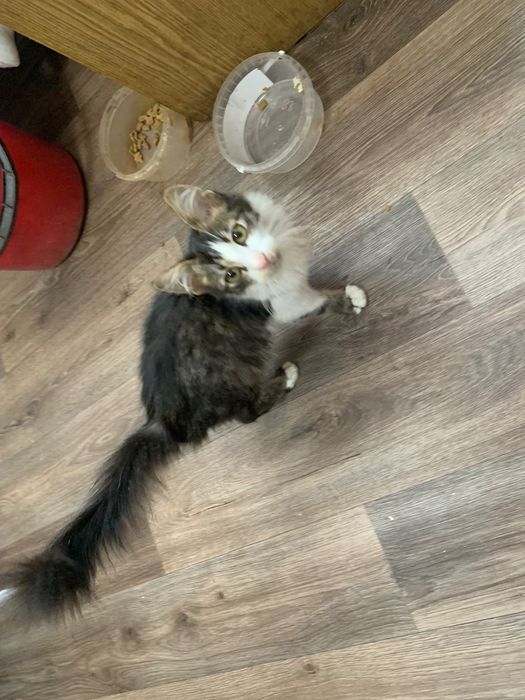 Котик в хороші руки