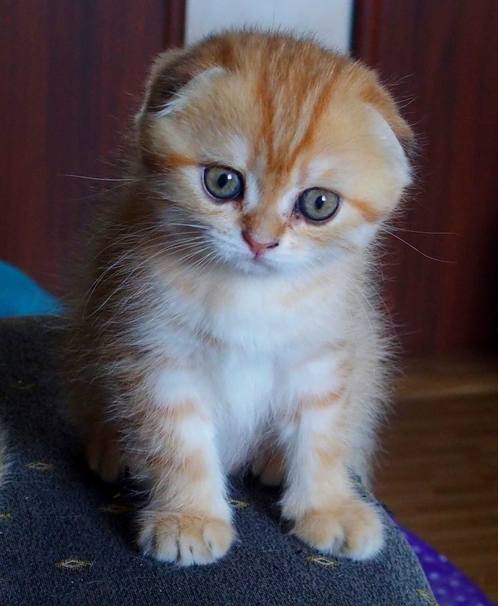 Kotka Szkocka Zwisłoucha PZF WCF , Scottish Fold