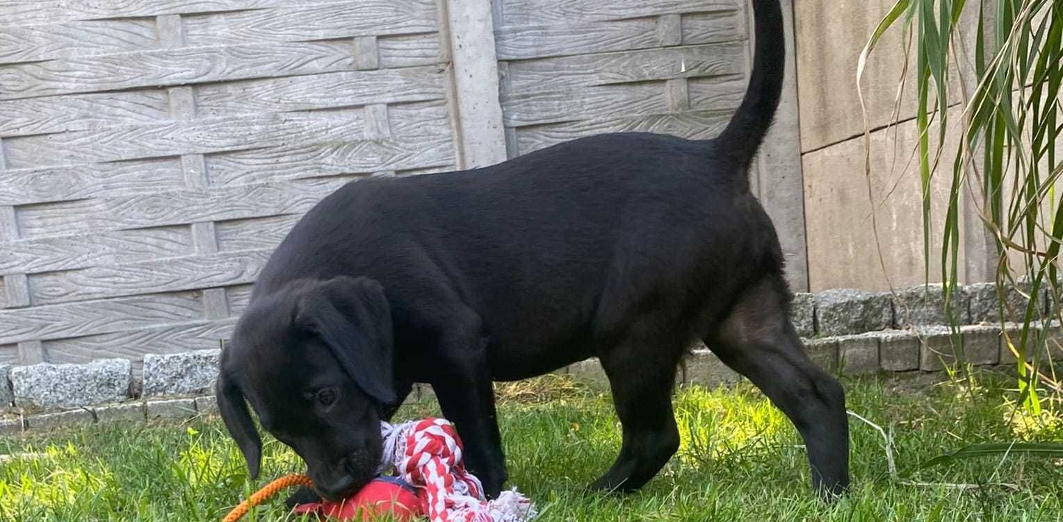 Labrador Retriever linia użytkowa FCI
