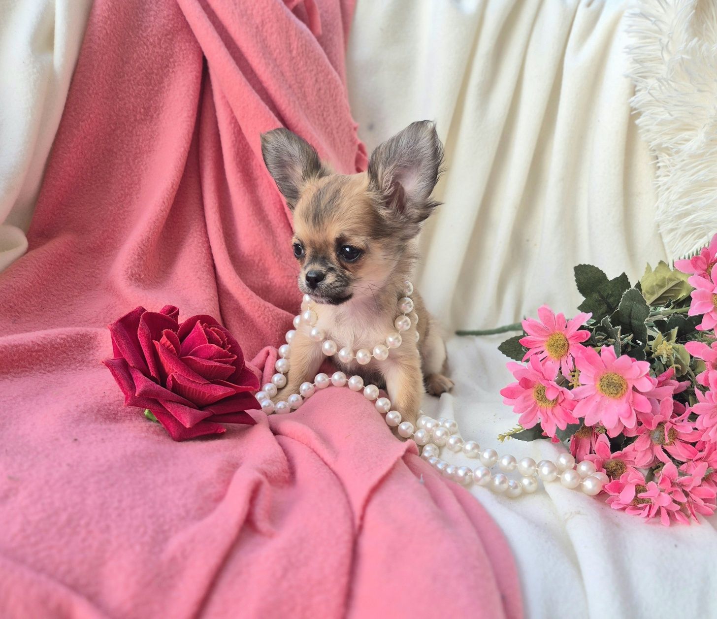 Śliczna Długowłosa Sunia Chihuahua! XS