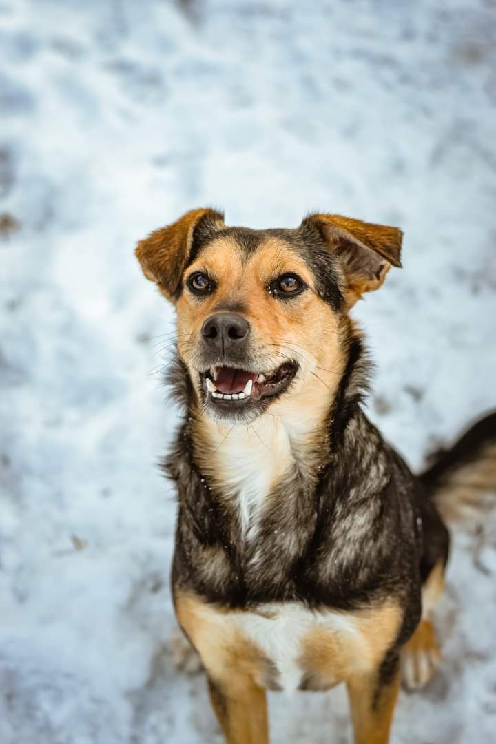 Dzielna, wpatrzona w człowieka Sunia do adopcji!