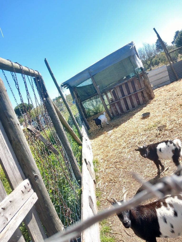 Vendo Rebanho de Cabras e Bodes Reprodutores – 4 Animais em Excelente