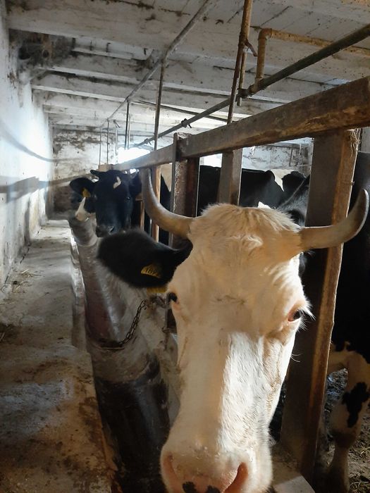 Likwidacja stada- 12 krów mlecznych