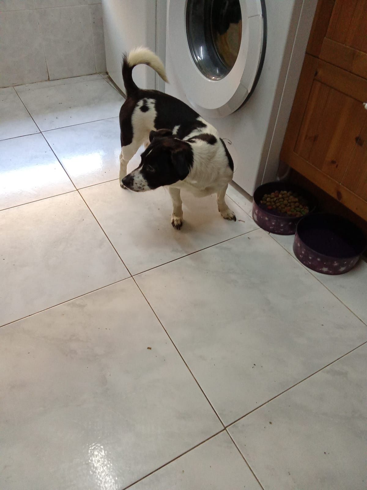 Para adopcao responsavel