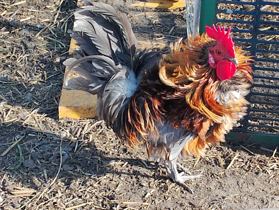 Ptaki silki kaczki koguty i inne