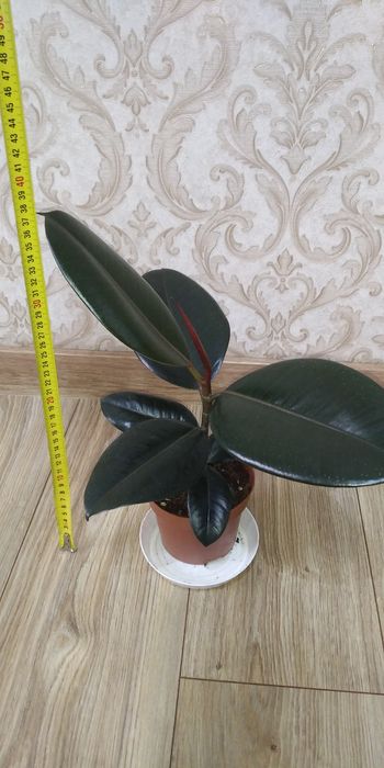 Фікус Тінеке,Бейліз,Абіджан,Шріверіана