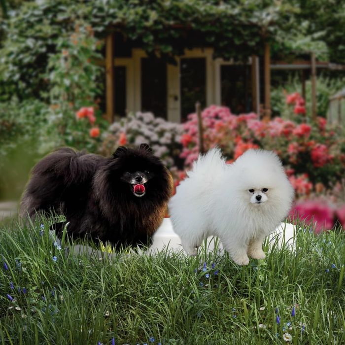 Szpic miniaturowy pomeranian