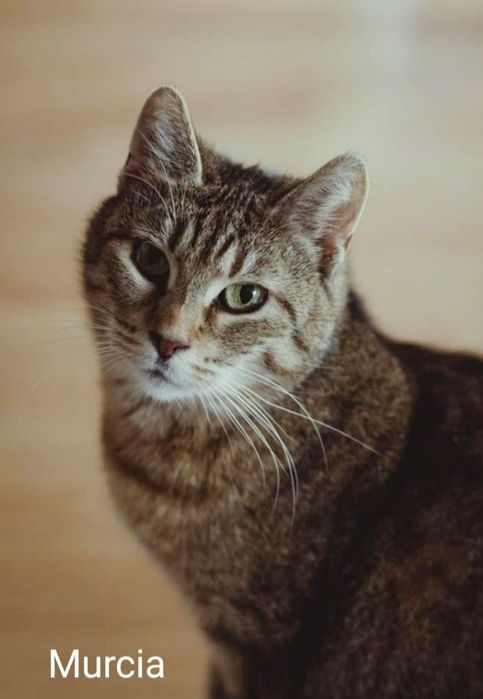 Przytulaśne koty czekają na kochające domy