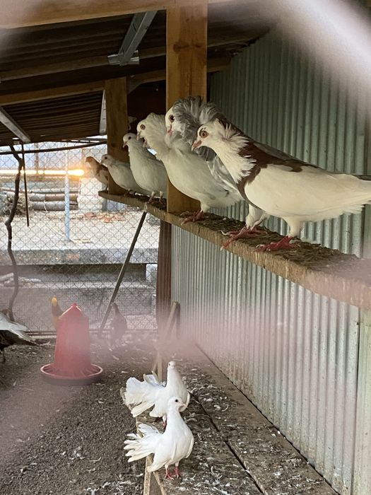 Pombas de leque e capuchino