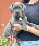 Przepiękne szczenię Cane Corso Italiano FCI