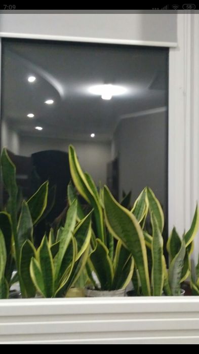 Сансевьера/Сансевиерия самурай  Фишери Голд флейм Мун шайн Цилиндрика