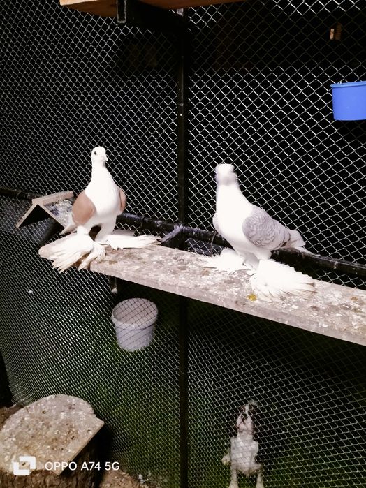 Gołębie saksońskie