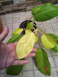 Planta philodendron malay gold